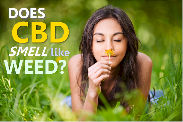 Does Cbd Oil Smell Like Weed