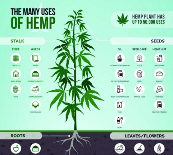 Hemp Legal