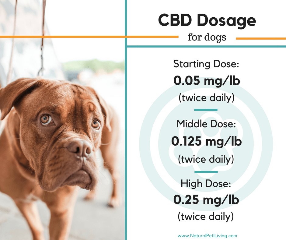 How Much Cbd Oil Should I Give My Dog For Anxiety Uk