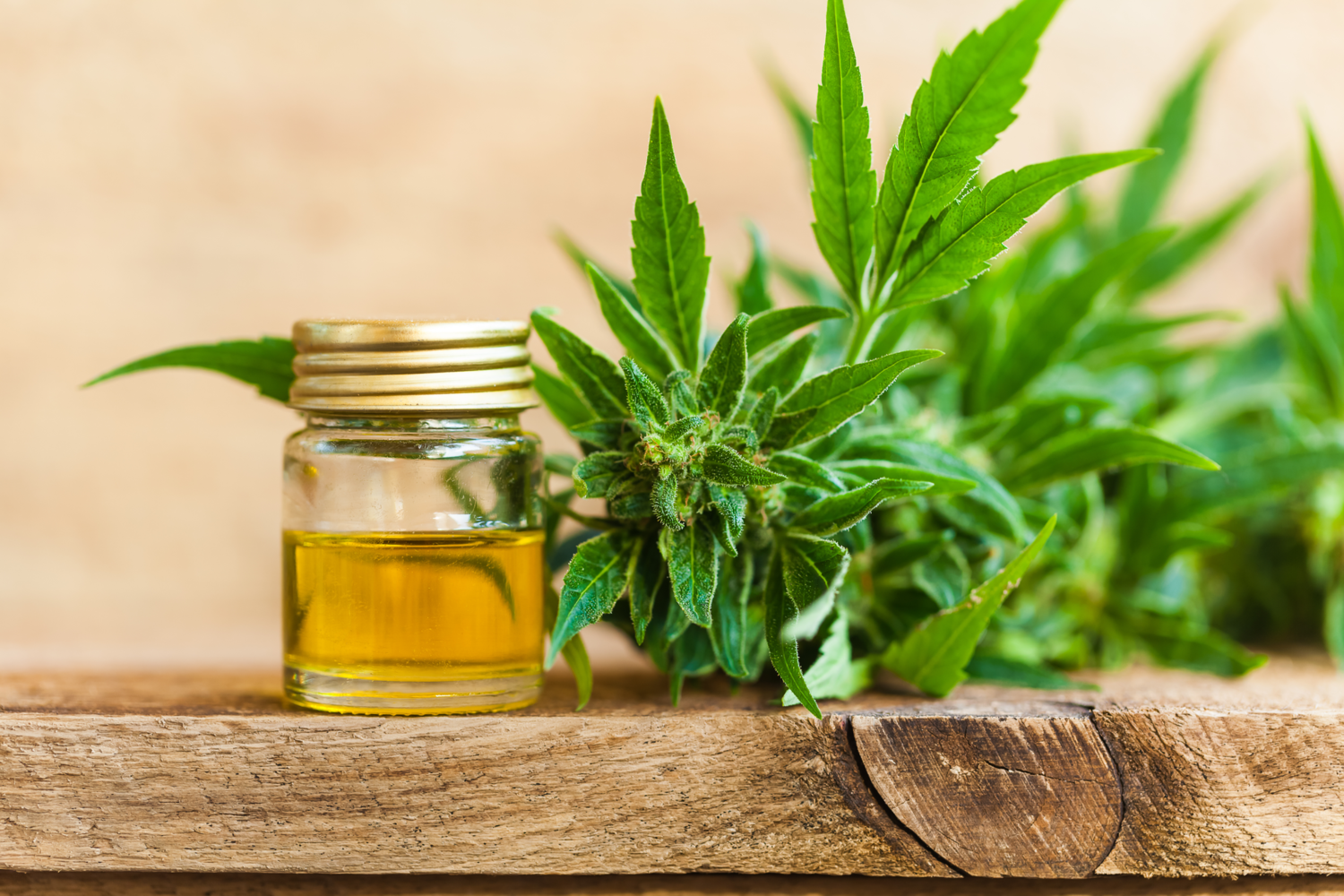 How To Get Into The Busines Of Producing Cbd Oil