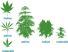 Mmj Meaning