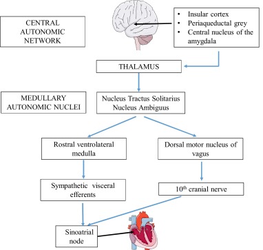 Pathophysiology Of Epilepsy