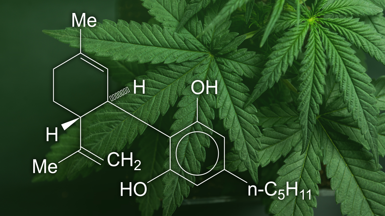 Per The Fda How Much Thc Is Allowed In Cbd Oil