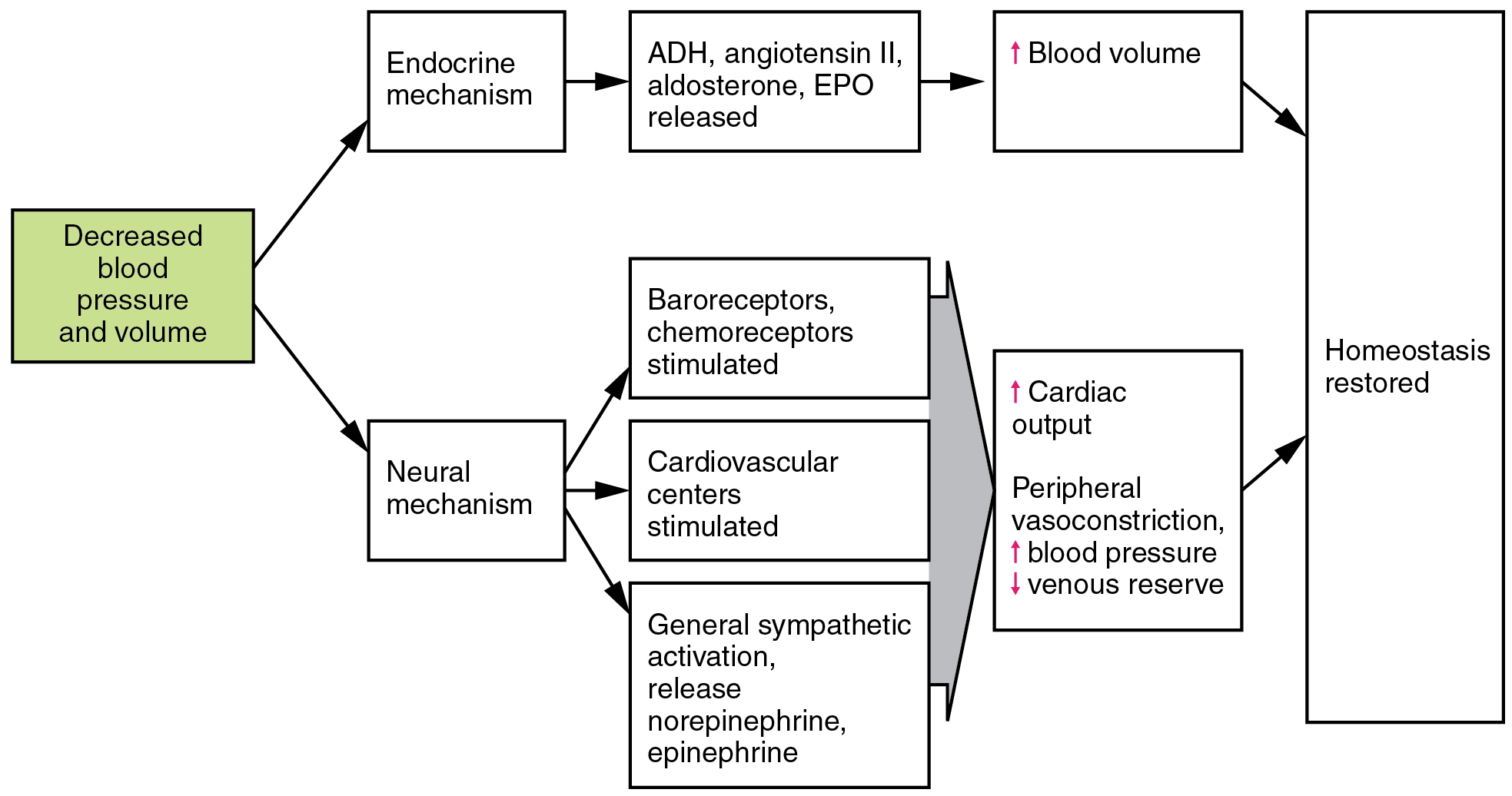 The Simultaneous Changes That Occur In The Body To Maintain Homeostasis Are Called