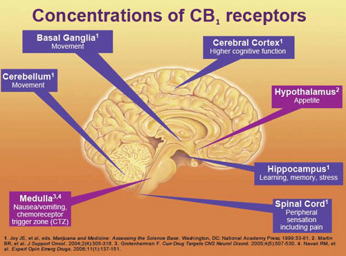 What Are The Effects Of Cbd Oil On Pain Receptors In The Brain