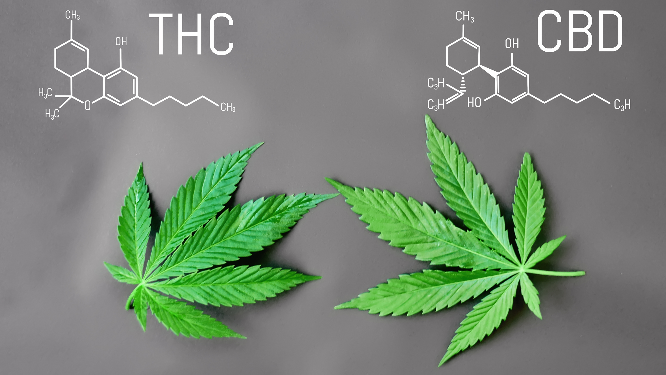 What Is Thc And Cbd