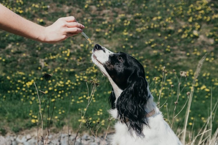 Which Is Better For Dogs Cbd Oil Or Hemp Oil?