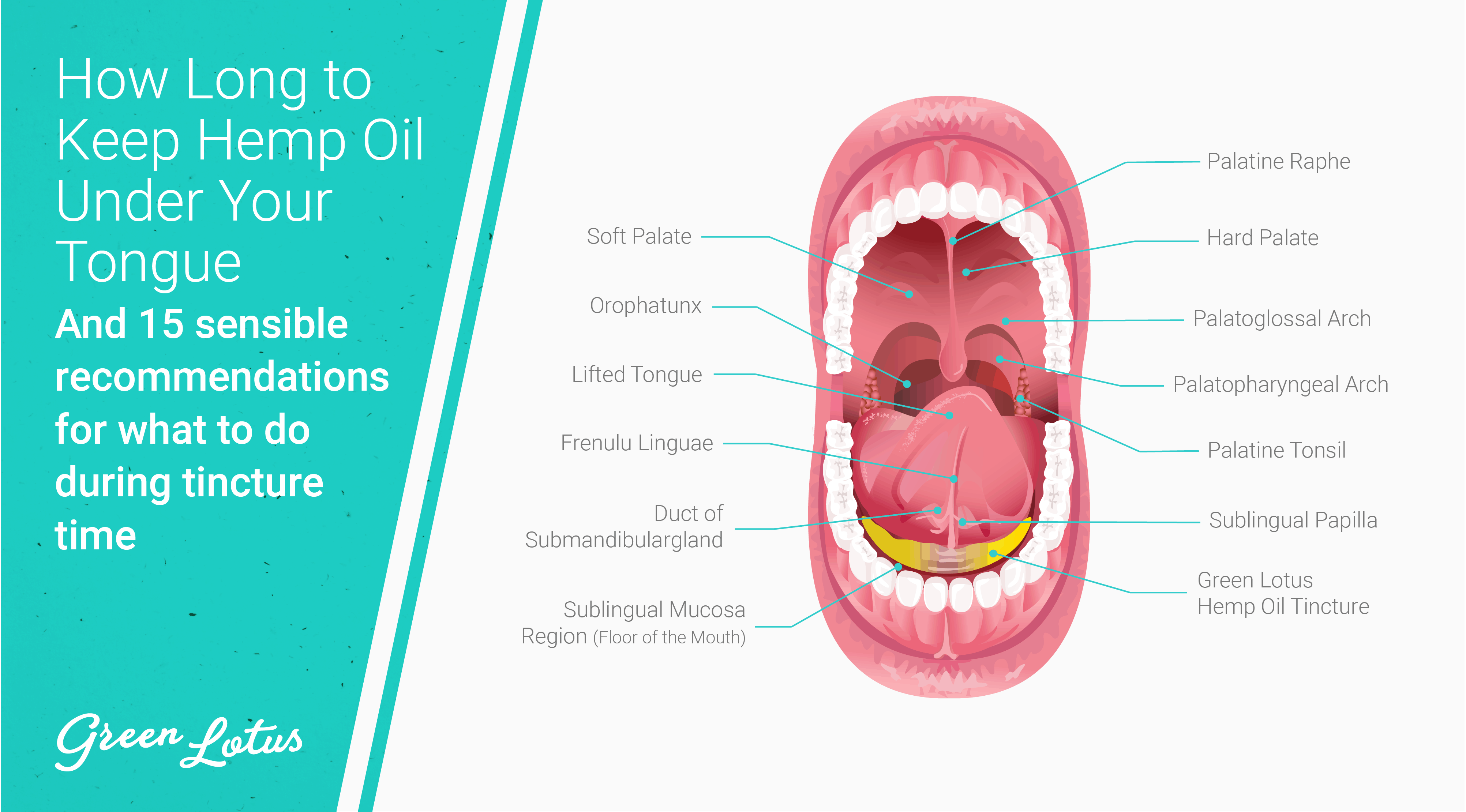 Why Do You Leave Cbd Oil Under Your Tongue